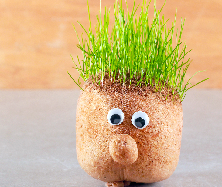 Growing Cress Heads with Children - Kids Do Gardening